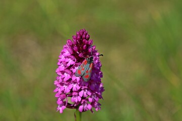 Beilfleckwidderchen auf Pyramiden-Hundswurz (Anacamptis pyramidalis).