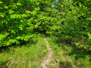 Small trail in a meadow in summer that leads to a very green forest