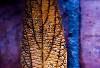 Macro photography of plants in sunny spring day.