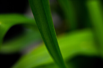 Macro photography of plants in sunny spring day.