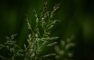 Macro photography of plants in sunny spring day.