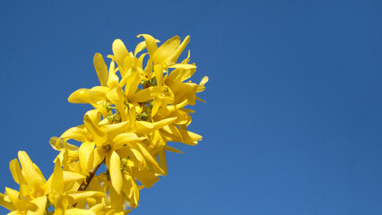 One flowering branch of forsythia close-up on blue sky background, copy space