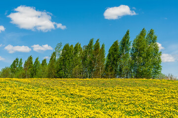 Field with yellow flowers and green grass. The birches are tilted from the strong wind. Spring landscape on a clear sunny day with a blue sky
