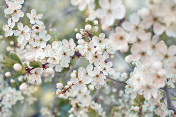 Flowers of the cherry blossoms on sunny spring day close-up