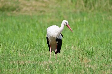 Weißstorch -Adebart - Bird