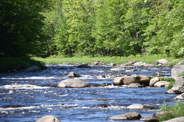 Naklejka na ściany i meble Adirondack river in the forest