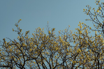 tree in the sky