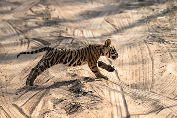 Naklejka na ściany i meble A wild baby tiger, two months old, crossing the dirt road in the forest in India, Madhya Pradesh 
