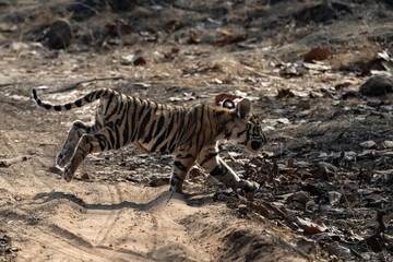 Fototapeta na wymiar A wild baby tiger, two months old, crossing the dirt road in the forest in India, Madhya Pradesh 