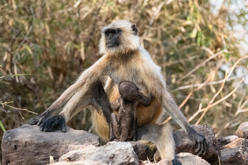 Gray langurs, mother with a baby in India