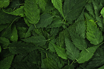 Wet green leaves pattern background with water droplets. Fresh plants wallpaper. Tropical leaf...