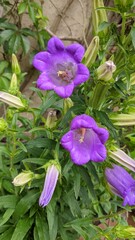 purple and yellow flowers