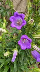 purple flowers in the garden