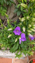 flowers in the garden