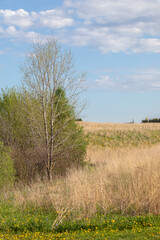 Fototapeta premium Rural Ontario field and trees in springtime
