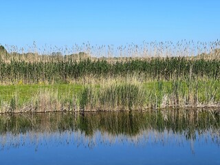 Fototapeta na wymiar Reeds on the bank of lake. Clear blue sky at sunny summer day. Scenic reflection of reed in calm blue water.