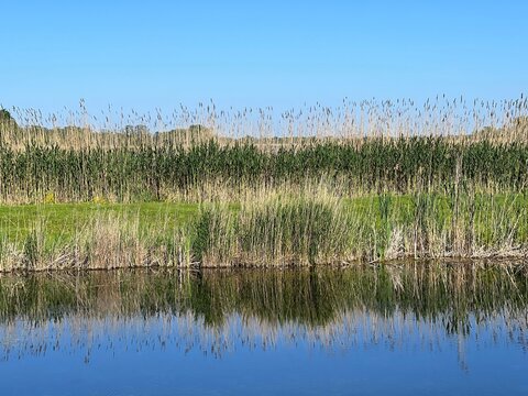 Reeds on the bank of lake. Clear blue sky at sunny summer day. Scenic reflection of reed in calm blue water.