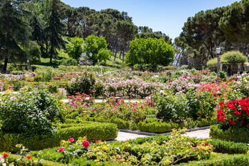 Flowers. Photography full of flowers of different colors in the park of the rose garden of the...
