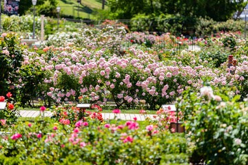 Flowers. Photography full of flowers of different colors in the park of the rose garden of the Parque del Oeste in Madrid. Background full of colorful flowers. Spring print. In Spain. Europe. Photo.