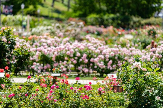 Flowers. 2023. Photography full of flowers of different colors in the park of the rose garden of the Parque del Oeste in Madrid. Background full of colorful flowers. Spring print. In Spain. Europe.