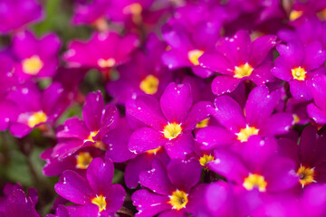 Fototapeta na wymiar Many pink and purple flowers