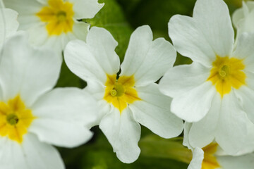 Fototapeta premium Close up of white and yellow flowers