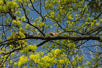 Squirrel walking on tree branch