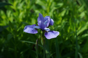 Blaue Lilie, stimmungsvolle Szene in einem Garten oder Park mit Sonnenschein und frischem Bewuchs, Flora und Fauna