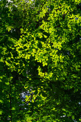 Green canopy in the forest - beech trees in summer 