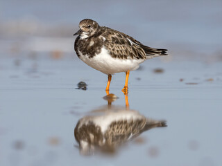 Turnstone, Ruddy Turnstone, Arenaria interpres