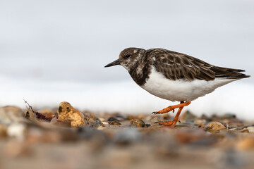 Turnstone, Ruddy Turnstone, Arenaria interpres