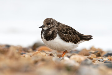 Turnstone, Ruddy Turnstone, Arenaria interpres