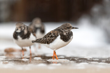 Turnstone, Ruddy Turnstone, Arenaria interpres