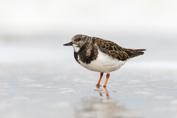 Turnstone, Ruddy Turnstone, Arenaria interpres