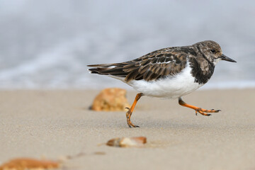 Turnstone, Ruddy Turnstone, Arenaria interpres
