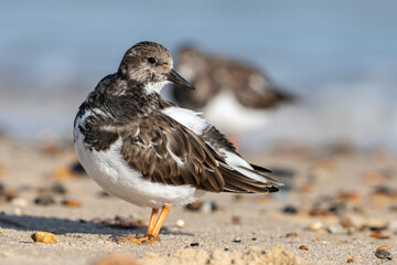 Turnstone, Ruddy Turnstone, Arenaria interpres