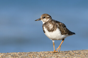 Turnstone, Ruddy Turnstone, Arenaria interpres