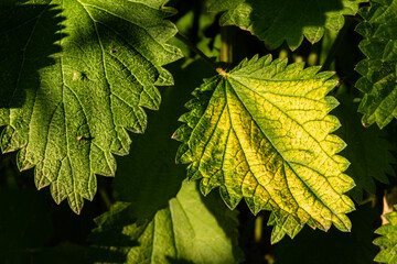 Field nettle flower in village