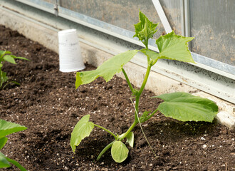 Cucumber seedlings in a greenhouse. The concept of growing your vegetables in a greenhouse in your garden.