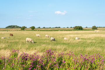 Grazing sheep in the meadow, Westerhever, Sankt Peter-Ording, Schleswig-Holstein, Germany