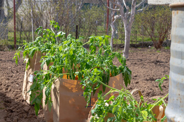 Fototapeta na wymiar Tomato seedlings in paper bags in the garden before planting in the greenhouse in spring