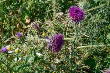 Blessed milk thistle flowers in field, close up. Silybum marianum herbal remedy, Saint Mary's Thistle, Marian Scotch thistle, Mary Thistle, Cardus marianus bloom.