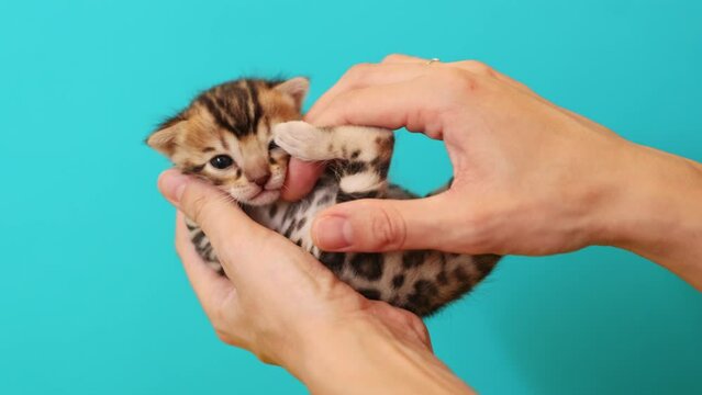at meowing. Close up footage of Caucasian female hands holding lovely toyger kitten isolated on pink background. Shooting of nice little pet. Breed. Studio, animal concept. No face