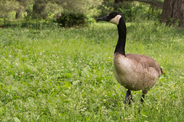 country goose in the park