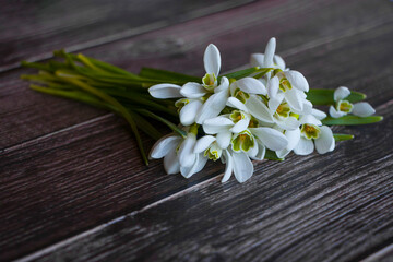 Snowdrops lie on a wooden table. First spring flowers.