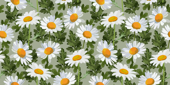 Chamomile flower seamless pattern