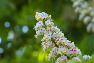 White flower of horse chestnut (Aesculus hippocastanum) in spring