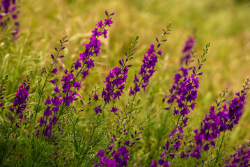 Delphinium ajacis close up background. Multicolored Larkspur flowers. Delphinium purple, blue, pink flowers grows in the garden, Flowering field with Rocket Larkspur (Consolida ambigua). orientalis