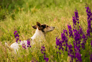 White dog shepherd on a lush, Delphinium ajacis close up background. Delphinium purple flowers grows in the garden, Flowering field with Rocket Larkspur (Consolida ambigua). orientalis
