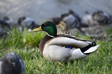 Colorful ducks by the pond -From the life of birds